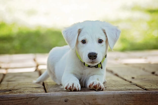 2017年のダウの犬はS&P500に逆転勝ち！2018年のダウの犬銘柄も紹介。